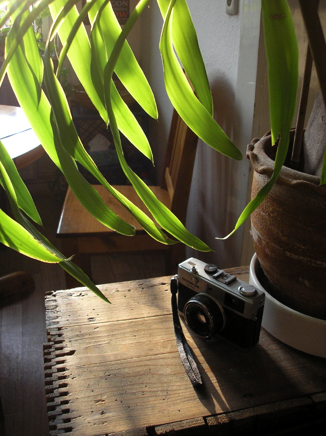 Still Life.jpg